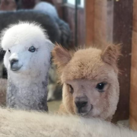B&B Canossalpaca Extérieur photo