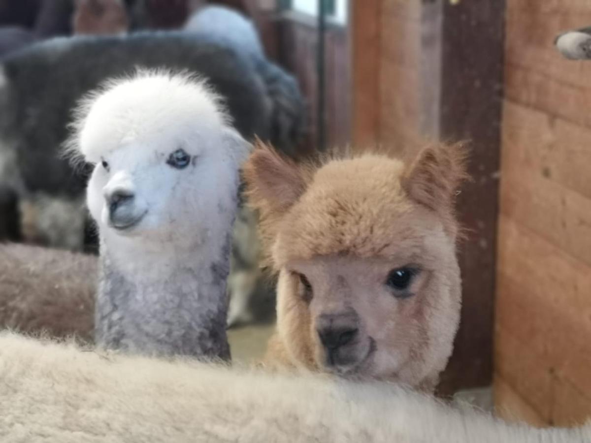 B&B Canossalpaca Extérieur photo